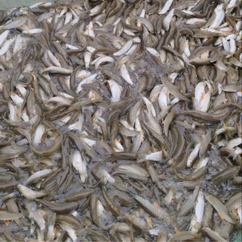 半成品军鱼苗