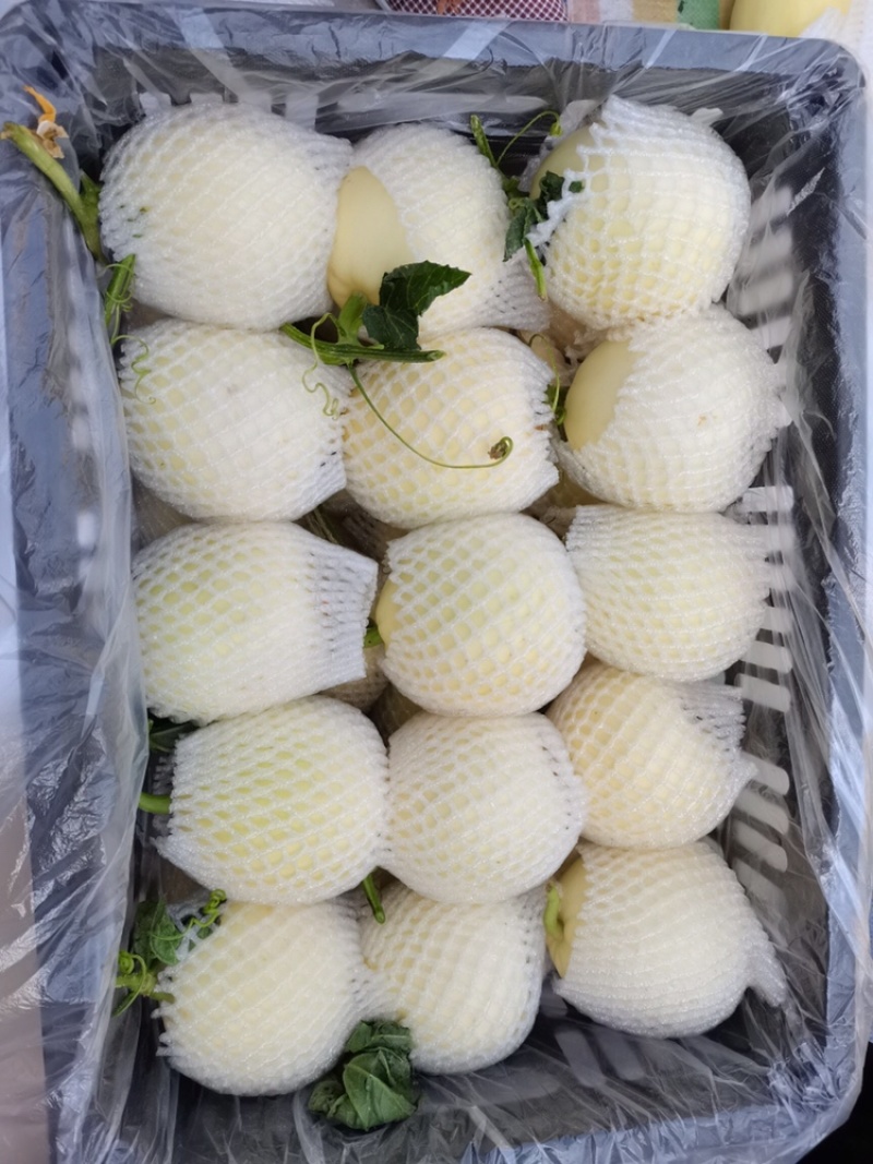 白莎蜜甜瓜砀山小白瓜伊丽莎白货源稳定，代发一手货源
