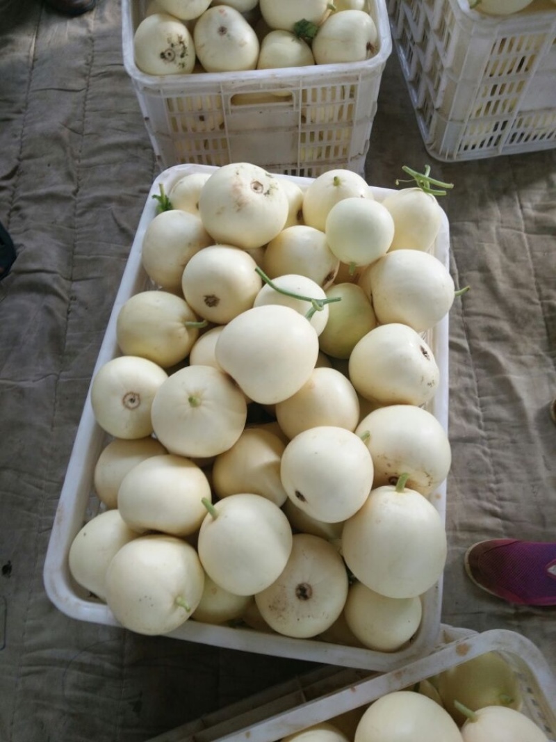 白莎蜜甜瓜砀山小白瓜伊丽莎白货源稳定，代发一手货源