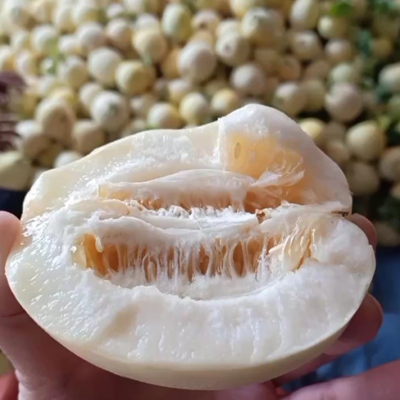 白莎蜜甜瓜砀山小白瓜伊丽莎白货源稳定，代发一手货源