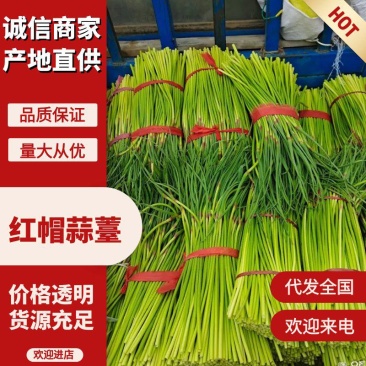 红帽蒜薹河南蒜薹精品新鲜蒜苔产地直发一手货源电商市场商超