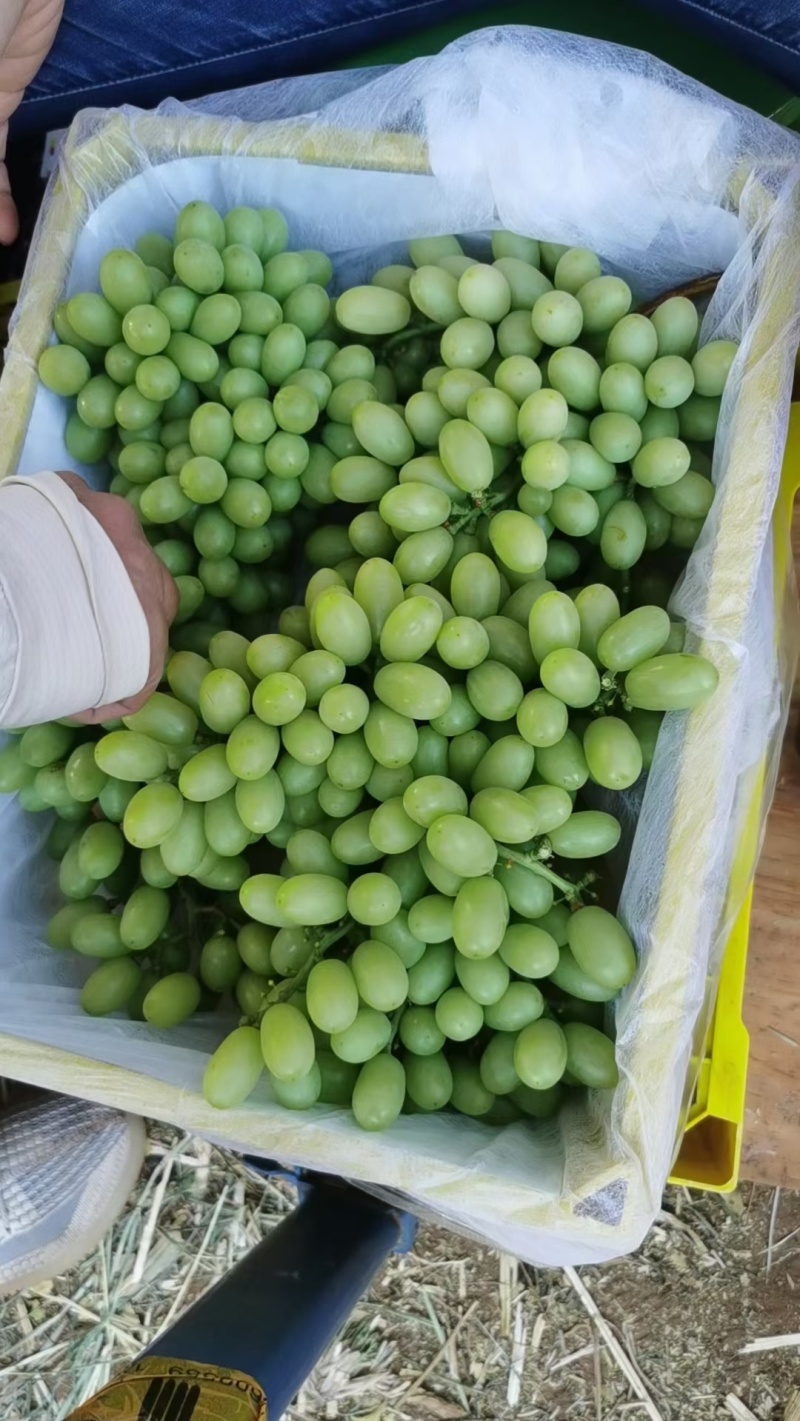 葡萄无籽小葡萄，精品白吉星,大量供应超市，市场，一手货源