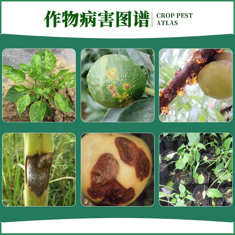 20%辛菌胺醋酸盐病毒病黑胫病猝倒病青枯病腐烂病杀菌剂