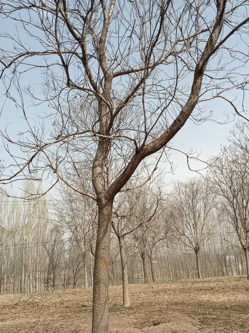 20弯弯头栾树
