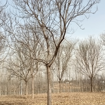 20弯弯头栾树