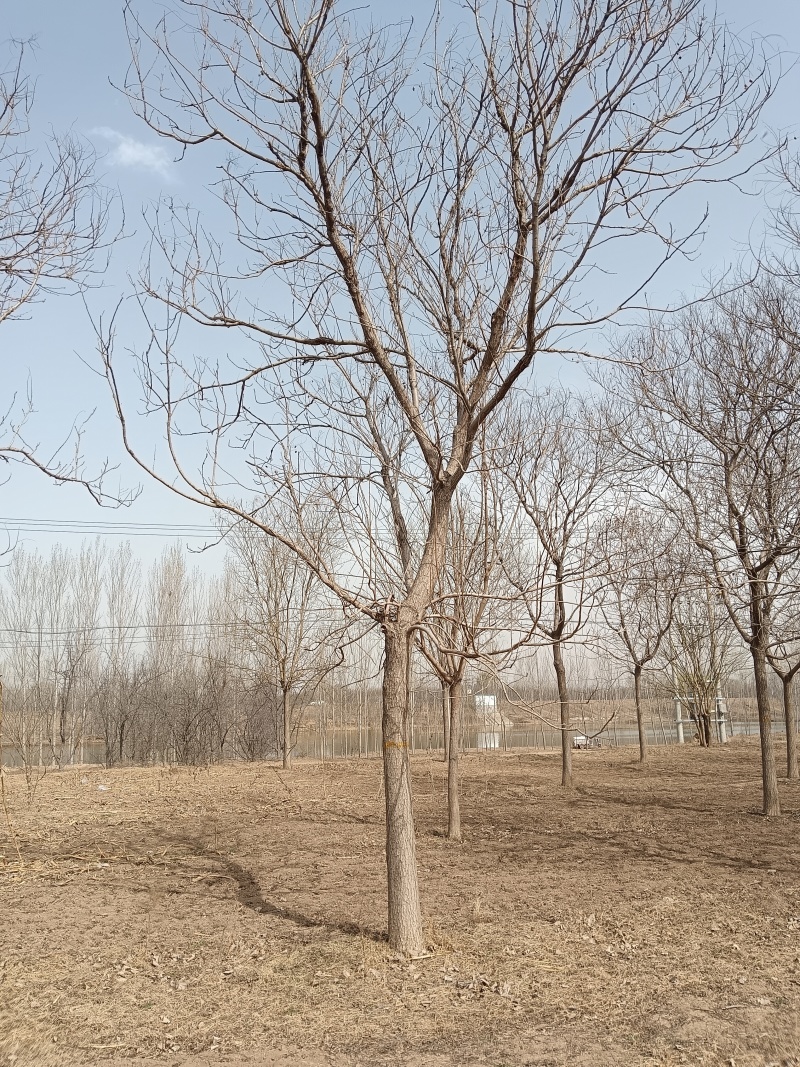 20弯弯头栾树