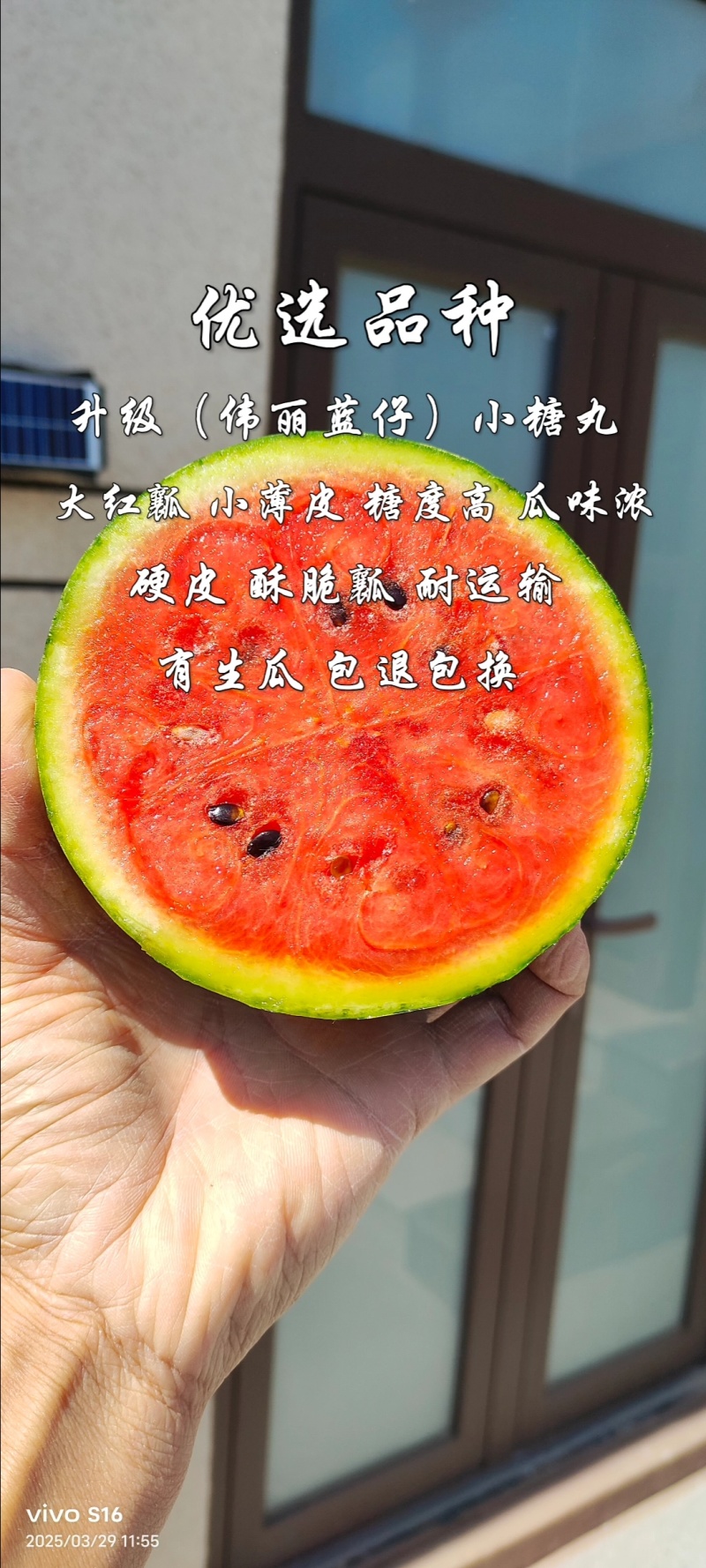 潍坊全美2K西瓜小糖丸西瓜手剥皮西瓜冰淇淋西瓜