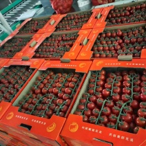 圣女果以色列品种saopolo个头大口感甜一手货源