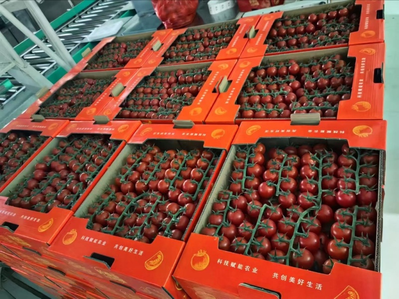 圣女果以色列品种saopolo个头大口感甜一手货源