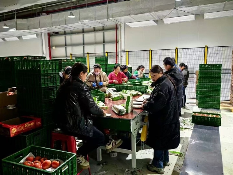 圣女果以色列品种saopolo个头大口感甜一手货源