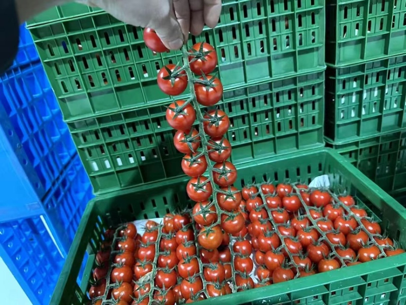 圣女果以色列品种saopolo个头大口感甜一手货源