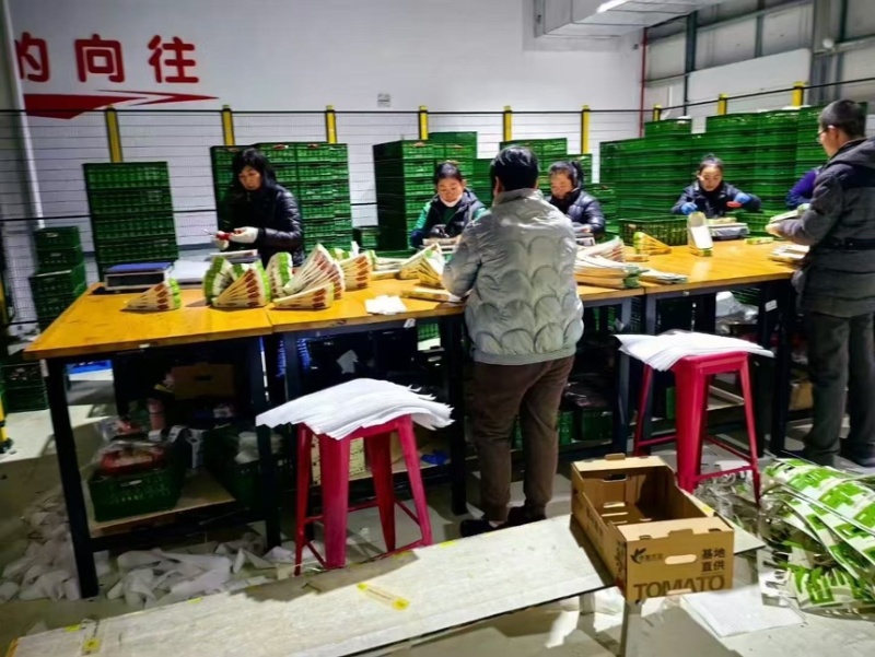 圣女果以色列品种saopolo个头大口感甜一手货源