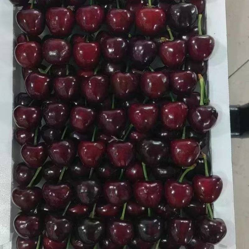 山东大樱桃【美早樱桃】新品上市，价格实惠