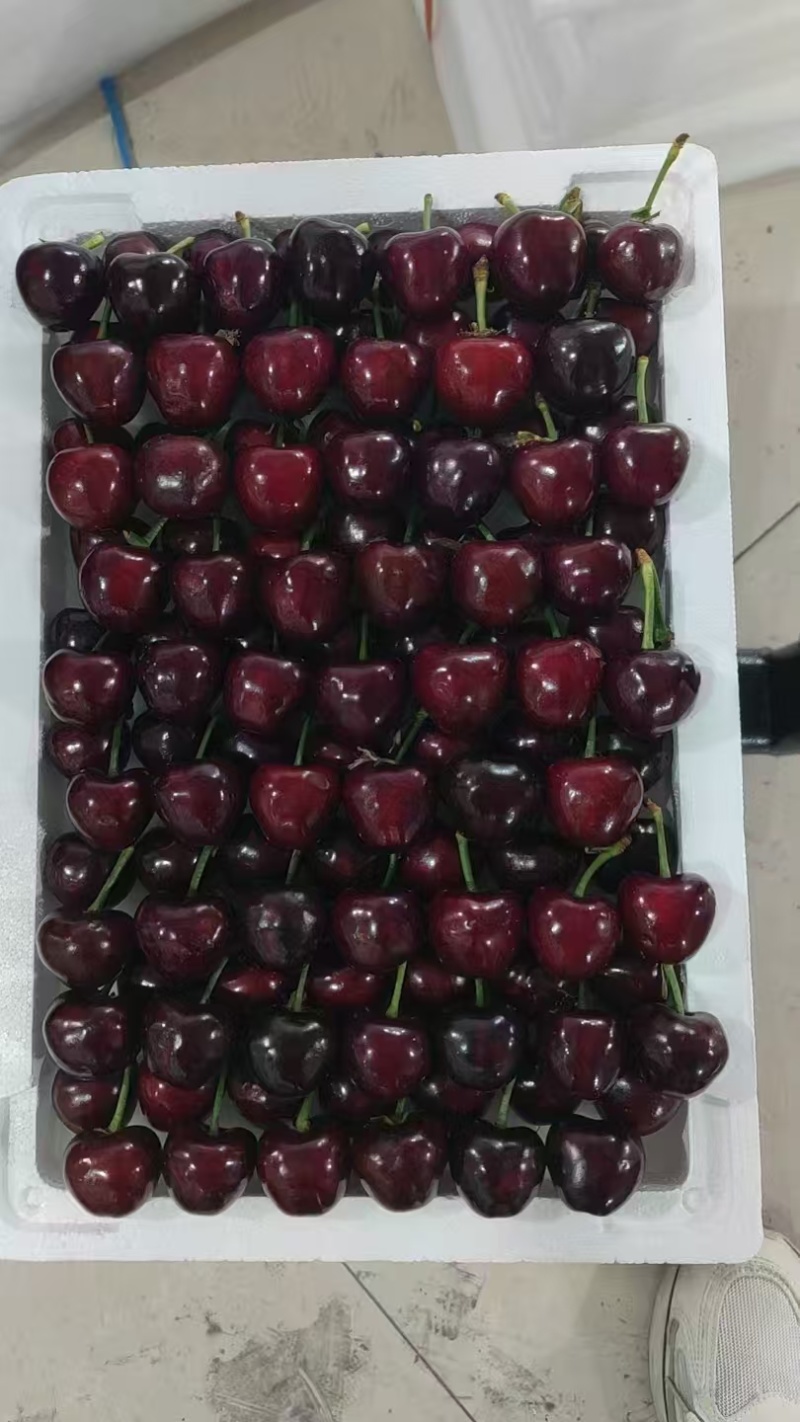 山东大樱桃【美早樱桃】新品上市，价格实惠