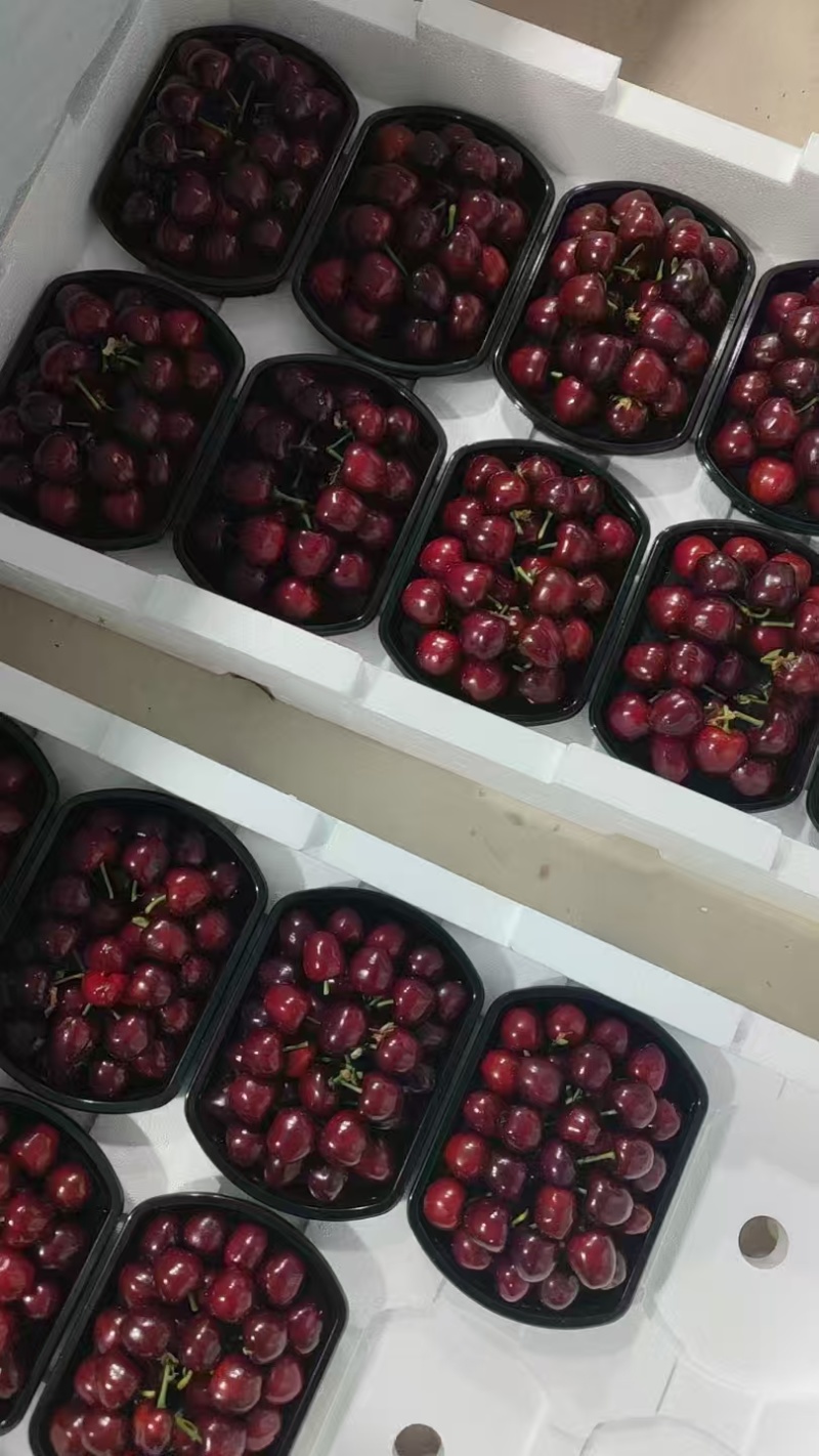 山东大樱桃【美早樱桃】新品上市，价格实惠