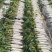 南通精品白萝卜长期有货。地头看货？价格，美丽。