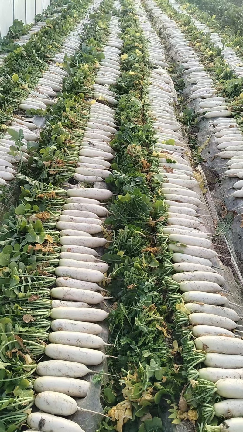 南通精品白萝卜长期有货。地头看货？价格，美丽。