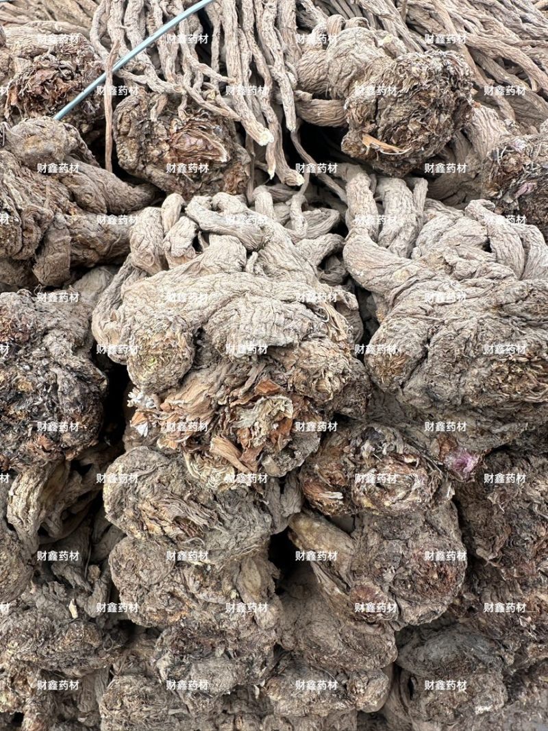 精品当归规格齐全量大从优质量保证欢迎咨询