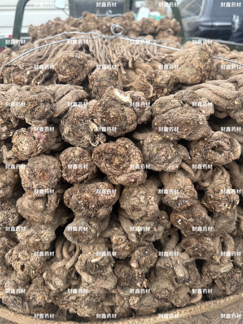 精品当归规格齐全量大从优质量保证欢迎咨询