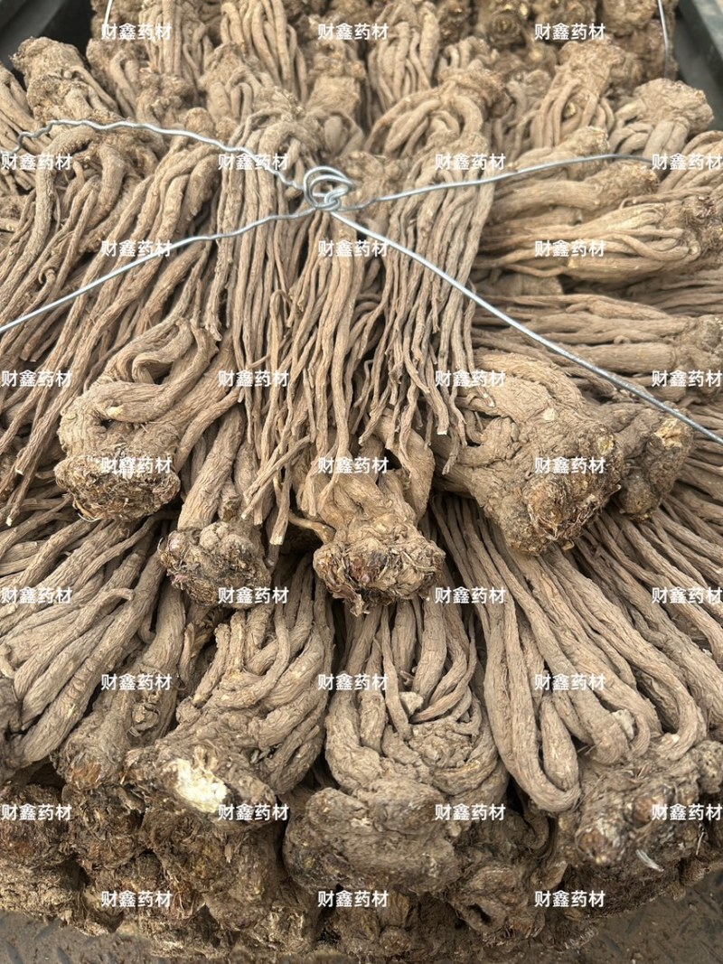 精品当归规格齐全量大从优质量保证欢迎咨询