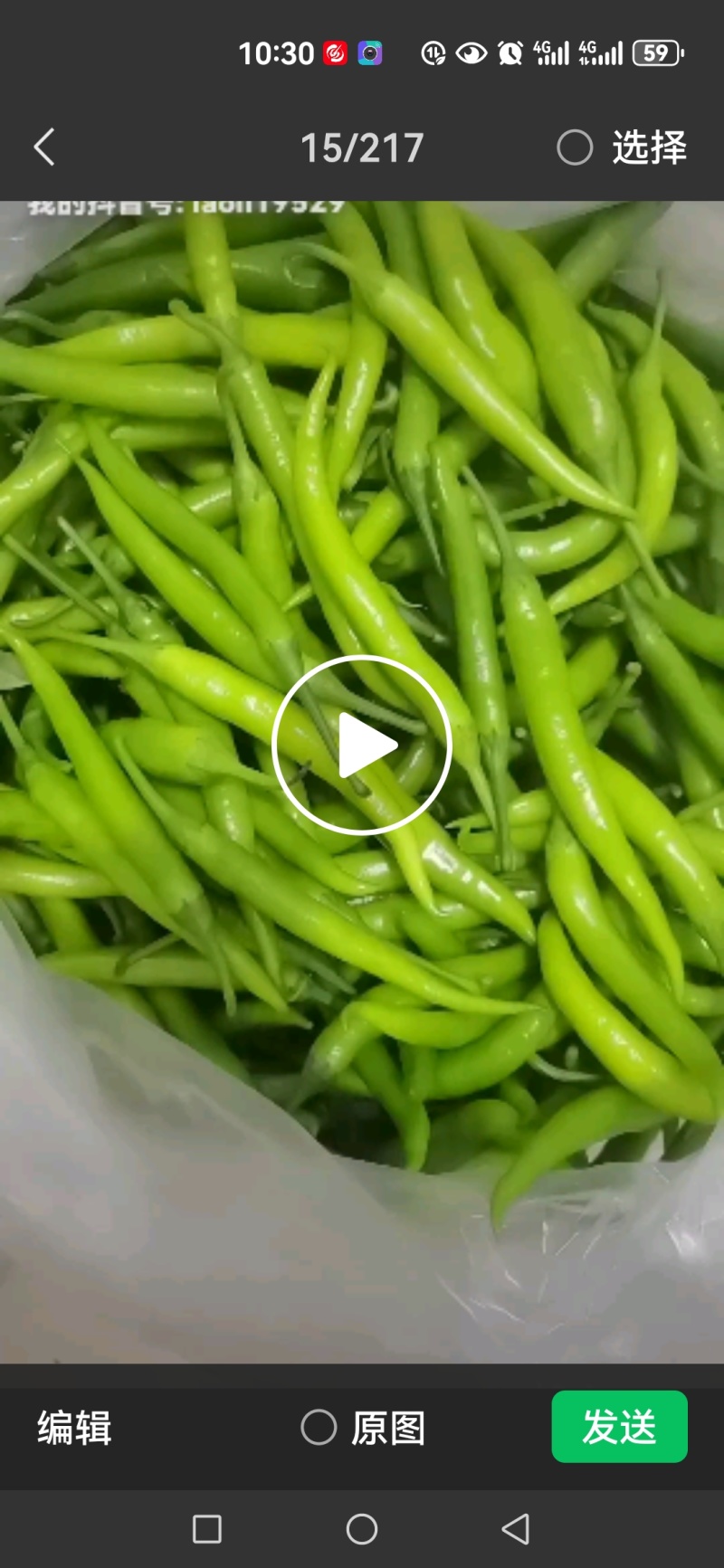 山东临沂临朐新苗杭椒大量上市，价格优美，欢迎致电