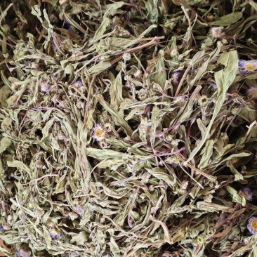 灯盏花
