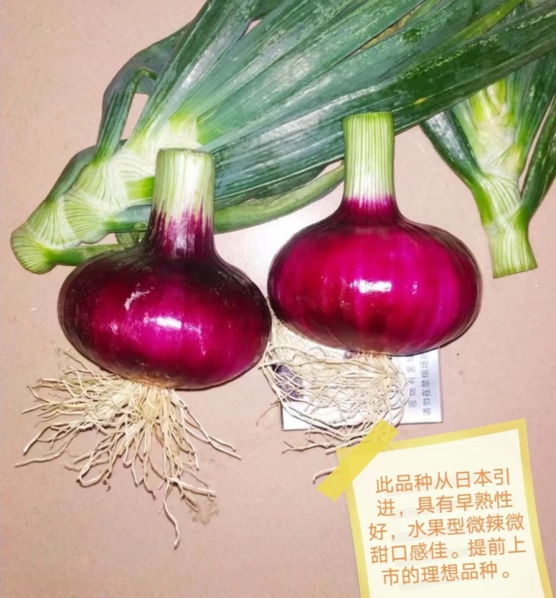 洋葱紫皮水果型，微辣微甜，口感特别好，5.10号上市。