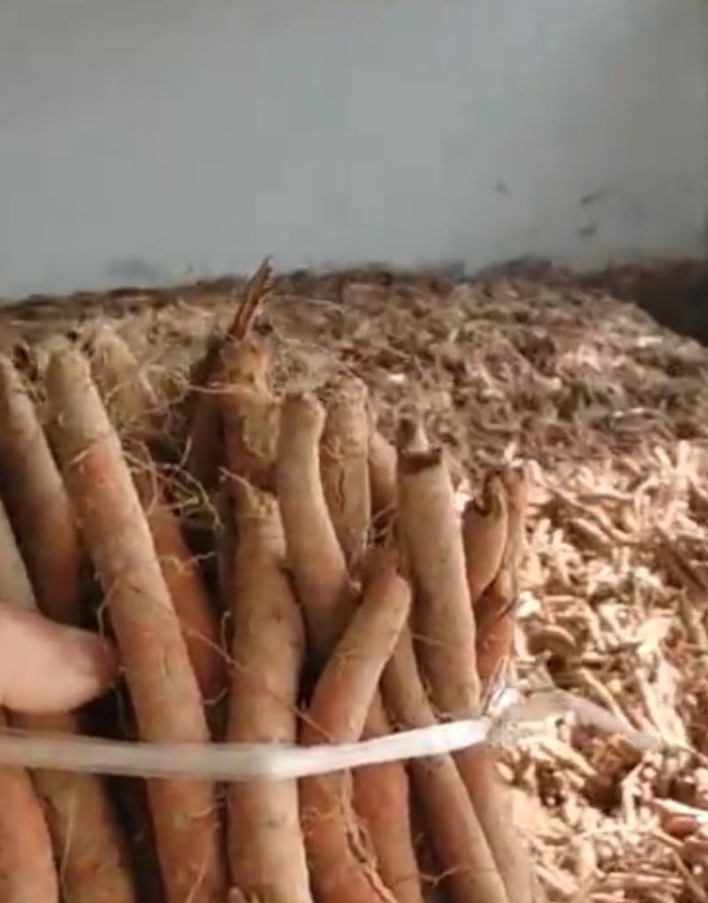 鲜丹参产地直销长期有货精品丹参品质保证