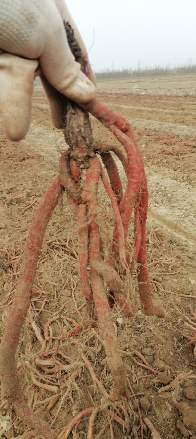 鲜丹参产地直销长期有货精品丹参品质保证