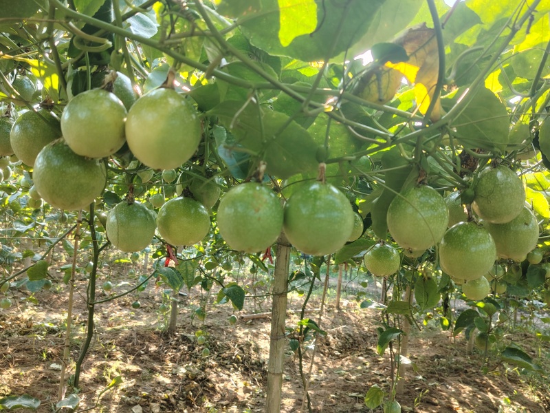 钦蜜九号黄金百香果，产地直发，保值保量，个大香甜