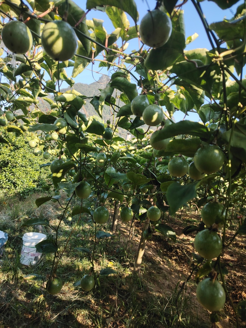 钦蜜九号黄金百香果，产地直发，保值保量，个大香甜