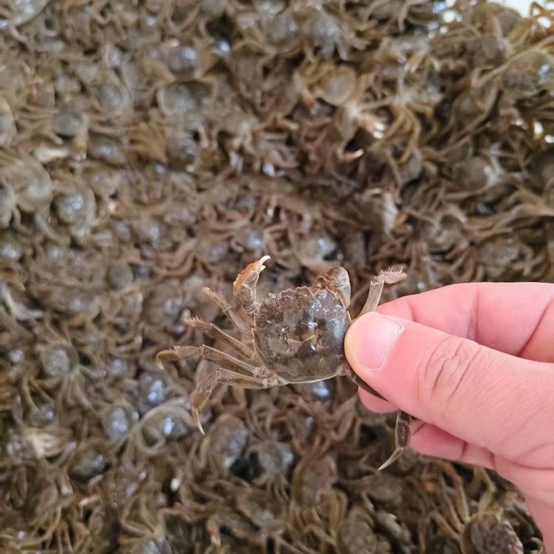 盘锦河蟹蟹苗，八九十头的，活力嘎嘎好，有需要的老铁联系我