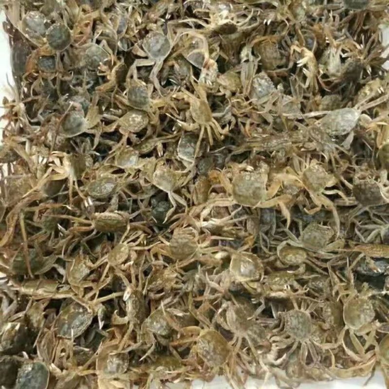 盘锦河蟹蟹苗，八九十头的，活力嘎嘎好，有需要的老铁联系我