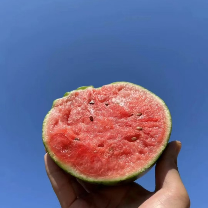 小吊瓜