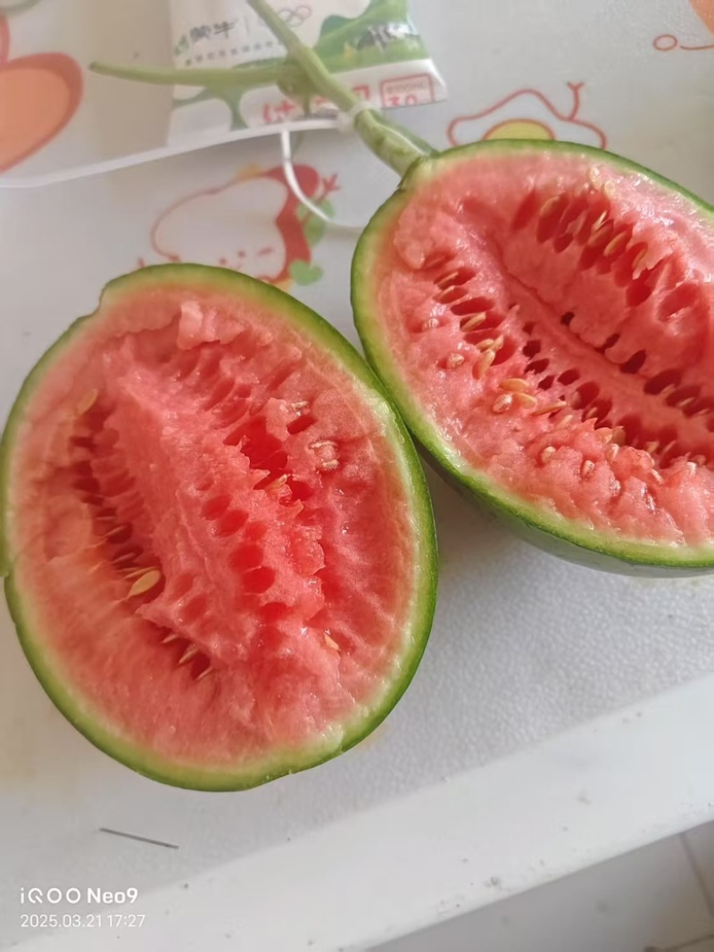 小吊瓜