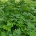 艾草苗