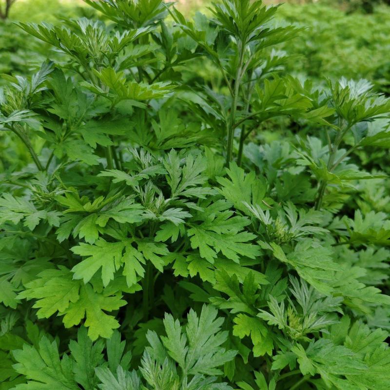 艾草苗