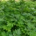 艾草苗