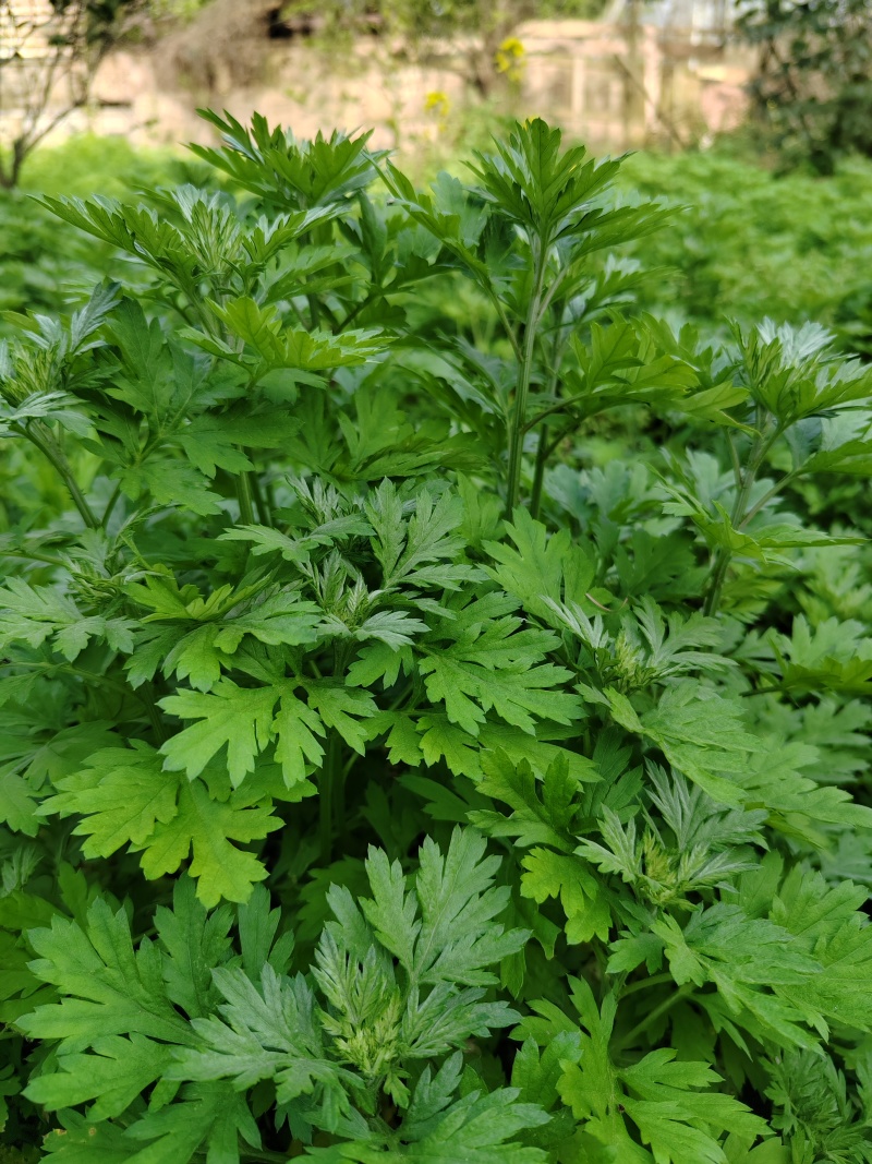 艾草苗