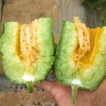 博洋甜瓜