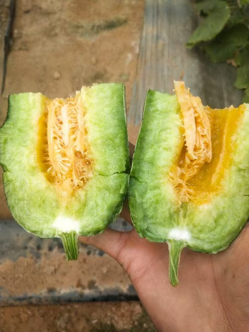 博洋甜瓜