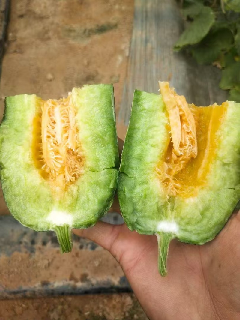 博洋甜瓜