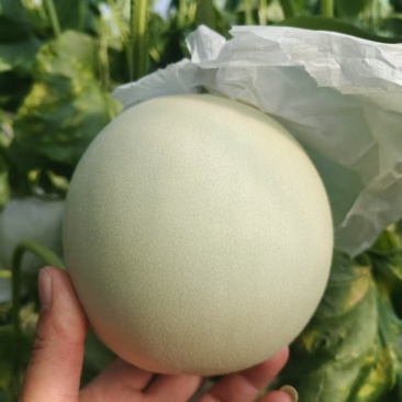 水果瓜果类甜瓜玉菇甜瓜