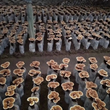 活体灵芝灵芝花质量保证货源充足一手货源欢迎咨询