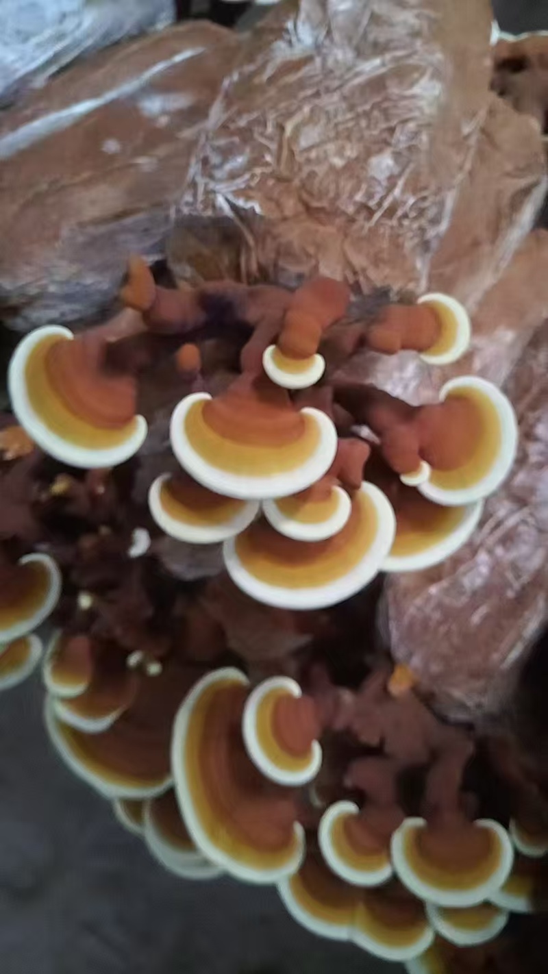活体灵芝灵芝花质量保证货源充足一手货源欢迎咨询