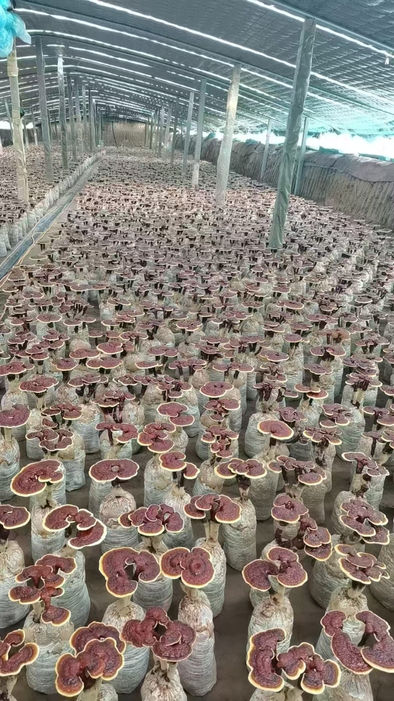 活体灵芝灵芝花质量保证货源充足一手货源欢迎咨询