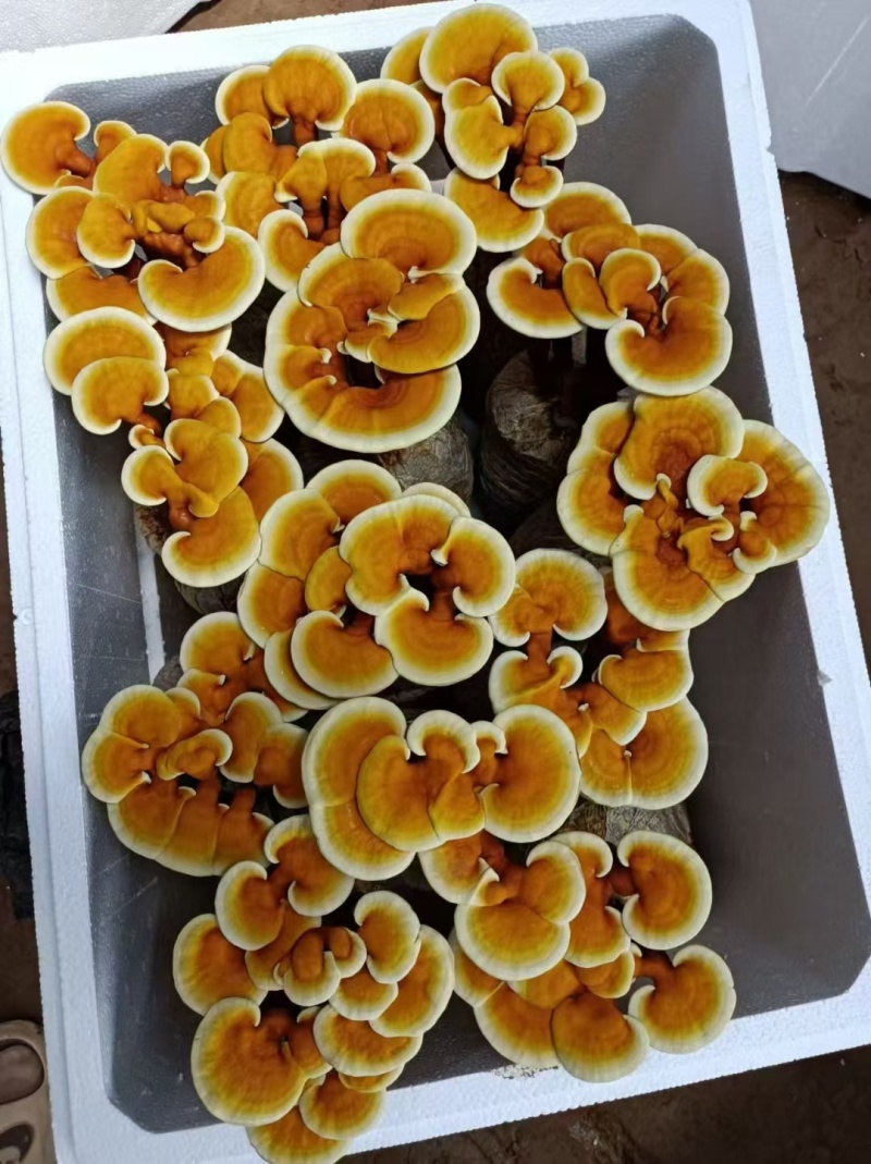 活体灵芝灵芝花质量保证货源充足一手货源欢迎咨询