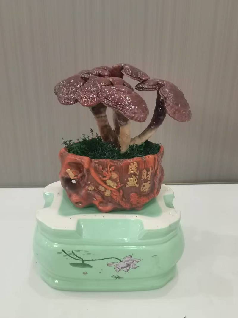 灵芝花观赏灵芝盆景，绿植产地直销发欢迎来电咨询