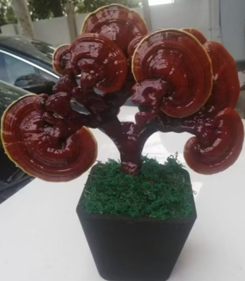 灵芝花观赏灵芝盆景，绿植产地直销发欢迎来电咨询