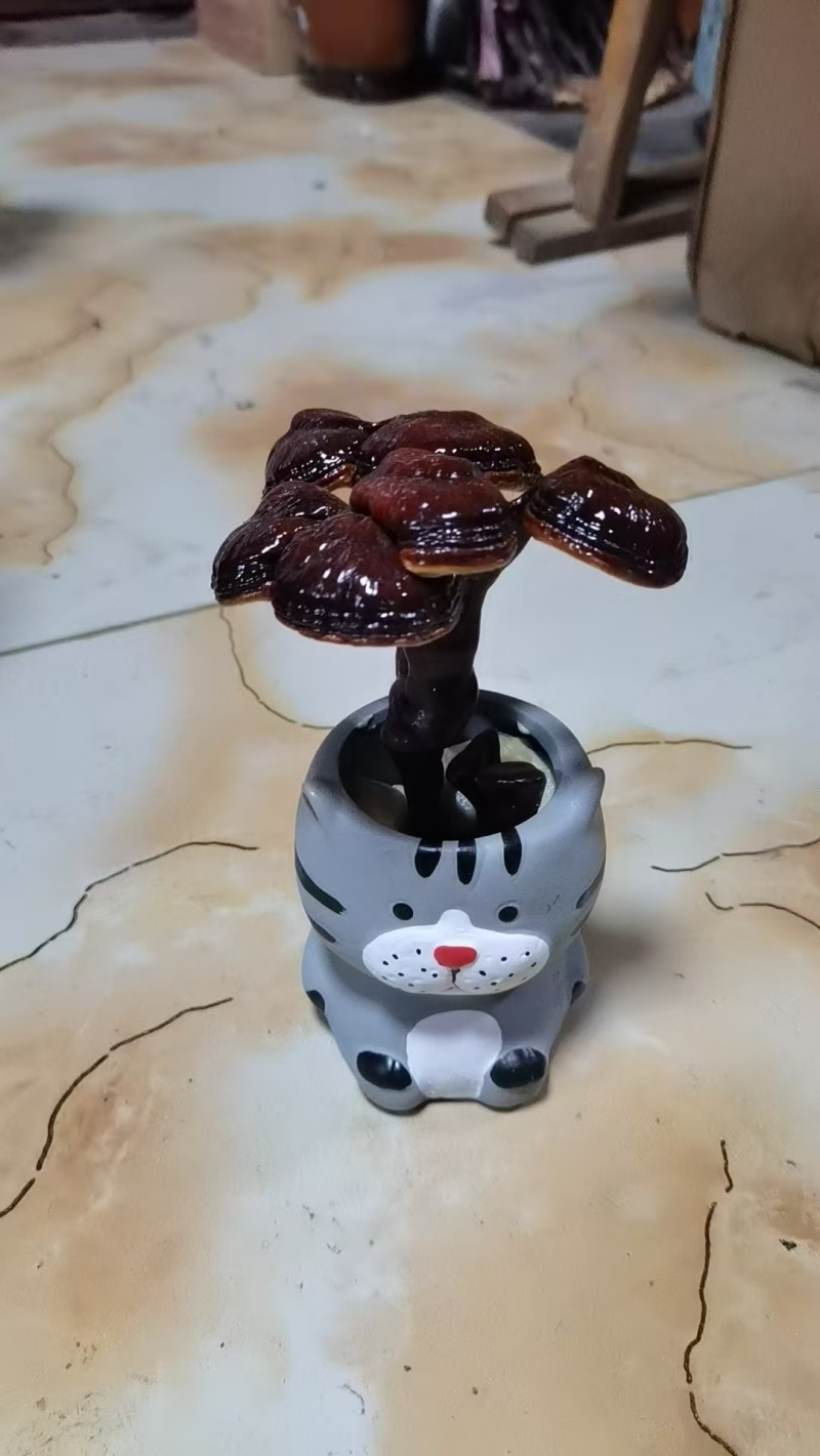 灵芝花观赏灵芝盆景，绿植产地直销发欢迎来电咨询